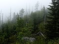 Clingmans Dome