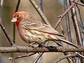 House Finch (male)