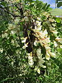 Robinia pseudoacacia (Gewöhnliche Robinie)