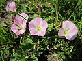 Convolvulus arvensis (Ackerwinde)