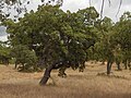 Habit (Alentejo, Portugal)