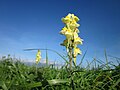 Echtes Leinkraut (Linaria vulgaris)