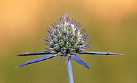 Eryngium bithynicum