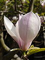 * Nomination a flower of Magnolia liliiflora ---Jebulon 22:45, 11 May 2010 (UTC) * Promotion Good. Please add geotag and locality in the file description :-)--Cayambe 08:47, 12 May 2010 (UTC)