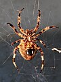 Orbweaver Spider