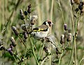 Carduelis carduelis feeding on Cirsium arvense seeds