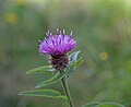 * Nomination Centaurea nigra. Maedin 17:57, 12 September 2009 (UTC) * Decline Unsufficient DOF --Ymaup 11:02, 15 September 2009 (UTC)