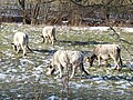 Troupeau de vaches Gasconnes