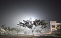 A tree near Dept.of Business Administration, Tezpur University