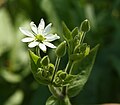 Stellaria