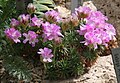 Armeria juniperifolia Botanischen Garten Erlangen - Germany