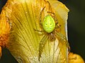 Araniella cucurbitina