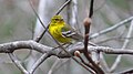 Pine Warbler