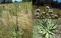 Eryngium serra