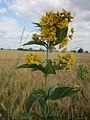 Lysimachia vulgaris (Gewöhnlicher Gilbweiderich)