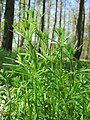 Galium aparine (Kletten-Labkraut)