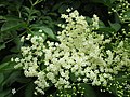 Sambucus nigra (Schwarzer Holunder)