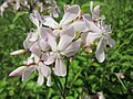 Saponaria officinalis (Gewöhnliches Seifenkraut)