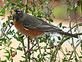 American Robin