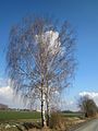 Betula pendula (Hänge-Birke)