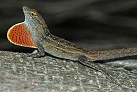 Anolis sagrei male