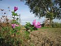 Wilde Malve (Malva sylvestris)