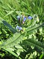 Acker-Ochsenzunge (Anchusa arvensis)