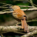 Brown Thrasher