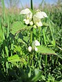 Lamium album (Weiße Taubnessel)