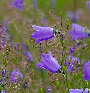 Bluebell - Campanula rotundifolia