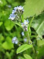 Acker-Vergissmeinnicht (Myosotis arvensis)