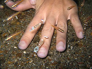 Underwater manicure coutesy of cleaner shrimp Periclimenes magnificus. Lembeh straits, Indonesia, December 2007.