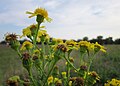 Jakobs-Greiskraut (Jacobaea vulgaris)