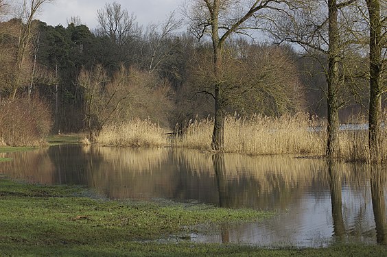 Reed bed in the national natural reserve "delta de la Sauer", by Colsu