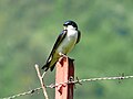 Tree Swallow (male)