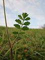 Kleine Bibernelle (Pimpinella saxifraga)