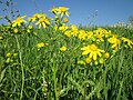 Frühlings-Greiskraut (Senecio vernalis)