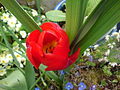 * Nomination A blooming red flower taken at Truro, Cornwall. --Tyw7 20:28, 2 May 2010 (UTC) * Decline Not properly identified flower and too busy composition.--Elekhh 09:24, 7 May 2010 (UTC)