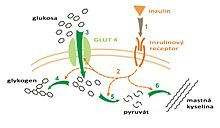 Metabolismus inzulin-glukosa.jpg