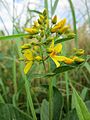 Lysimachia vulgaris (Gewöhnlicher Gilbweiderich)