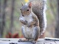 Eastern Grey Squirrel