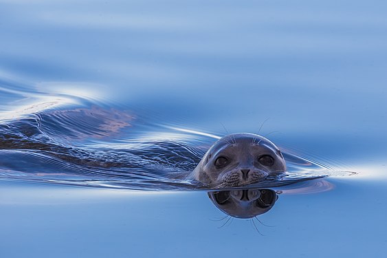 Ringed seal (Pusa hispida) watching you. Terpey-Tumus, Sakha (Yakutia) Republic. Photograph: Кирилл Уютнов