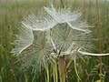 Wiesen-Bocksbart (Tragopogon pratensis)