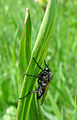 * Nomination: Asilidae sp. --ComputerHotline 16:59, 1 May 2010 (UTC) * * Review needed