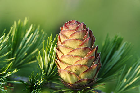 Female cone of Japanese Larch