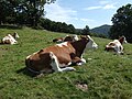 Troupeau de vaches Montbeliarde