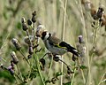 Carduelis carduelis feeding on Cirsium arvense seeds