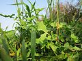 Sisymbrium officinale (Weg-Rauke)