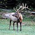 Elk (North Carolina)