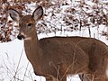 White-tailed Deer